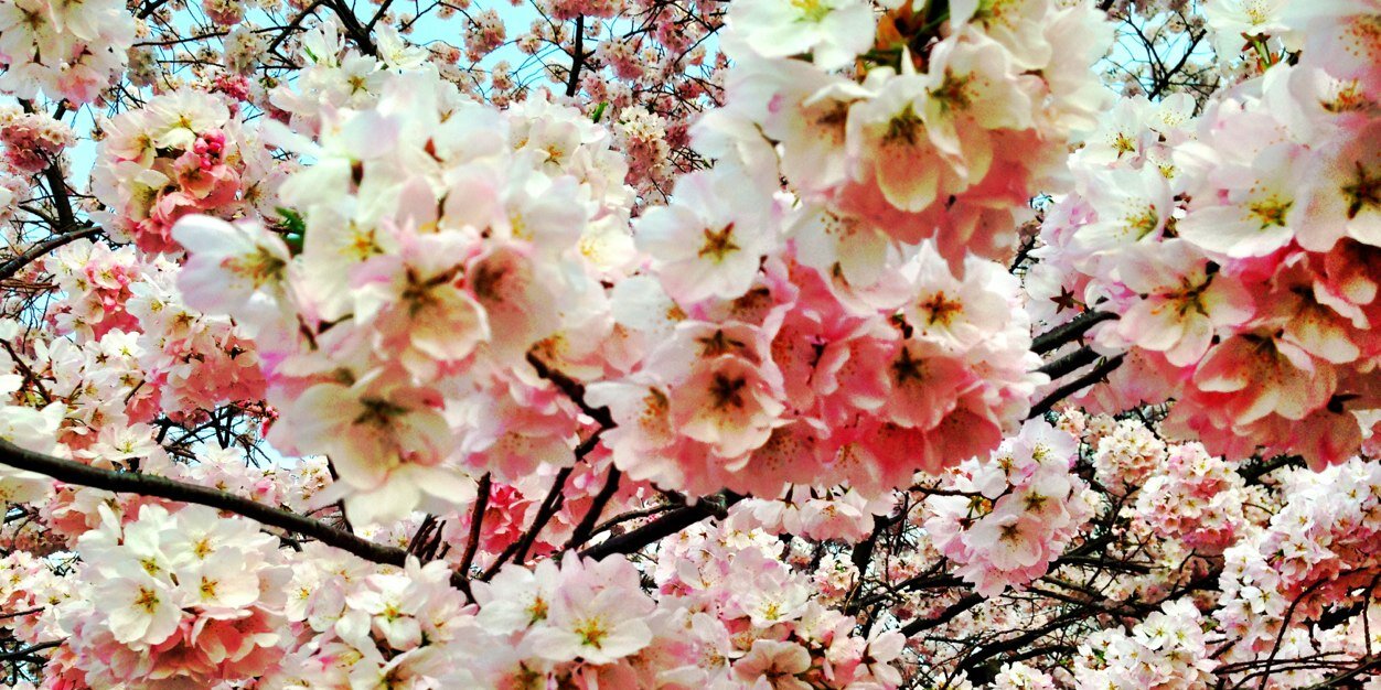 Jess H banner