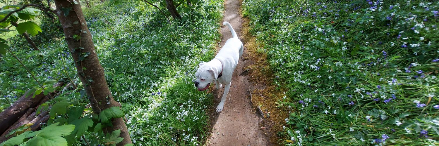 Paul Watts 🇬🇬🇺🇦 banner