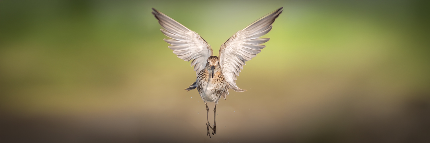 Gökçe Coşkun banner