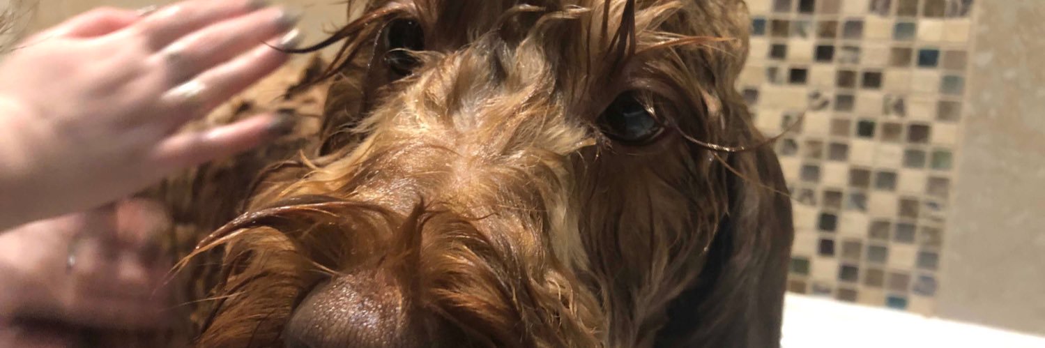 AmyGillamX's profile banner image