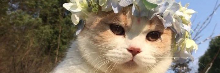 LadyyysR's profile banner image