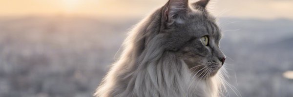 hujiakira_ Profile Banner