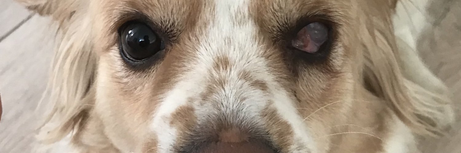 LeventSATICI's profile banner image