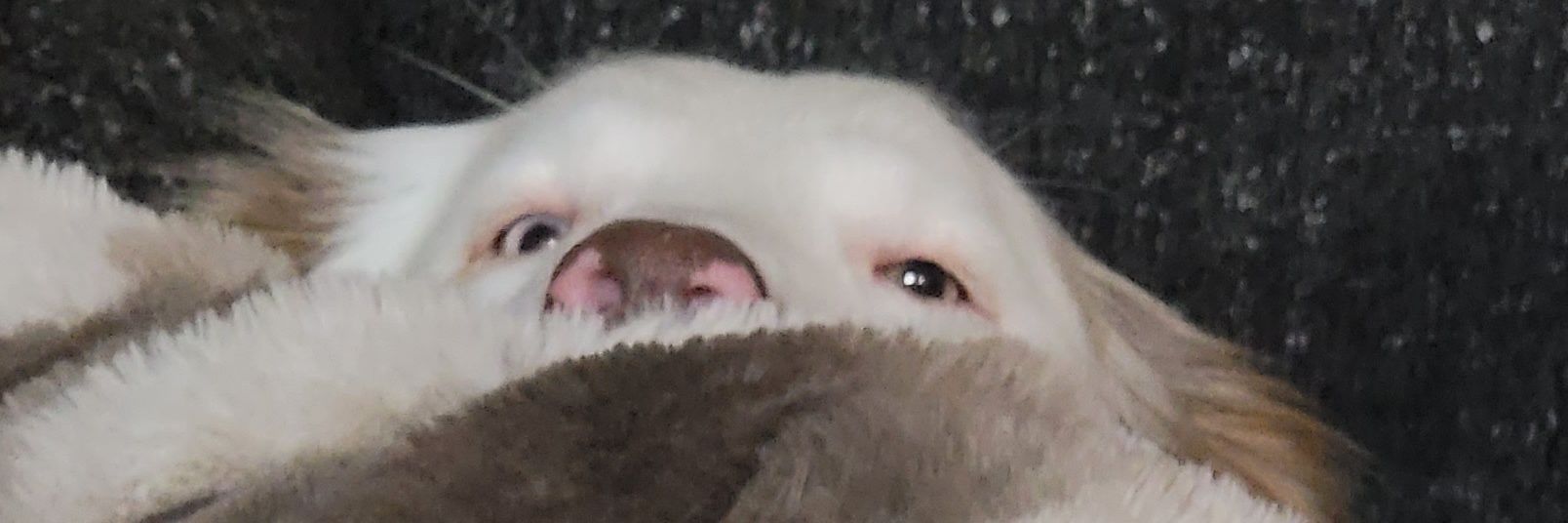 shadyvan147's profile banner image