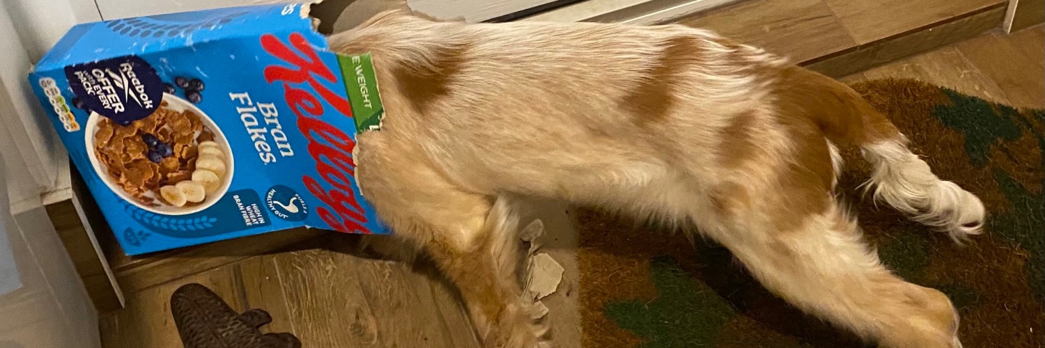 NancyPearDog's profile banner image