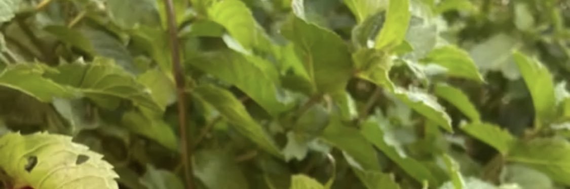 PfBrlm's profile banner image