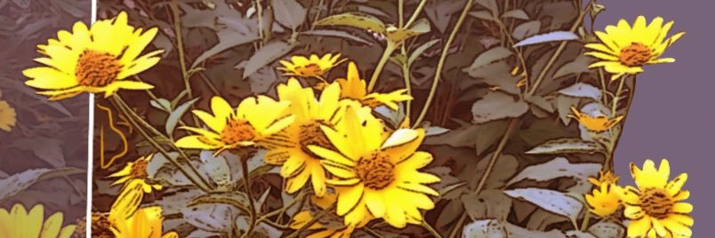 ᴡɪʟᴅ ʙᴏᴀʀ ☘︎︎ 𓃟 ☽ banner