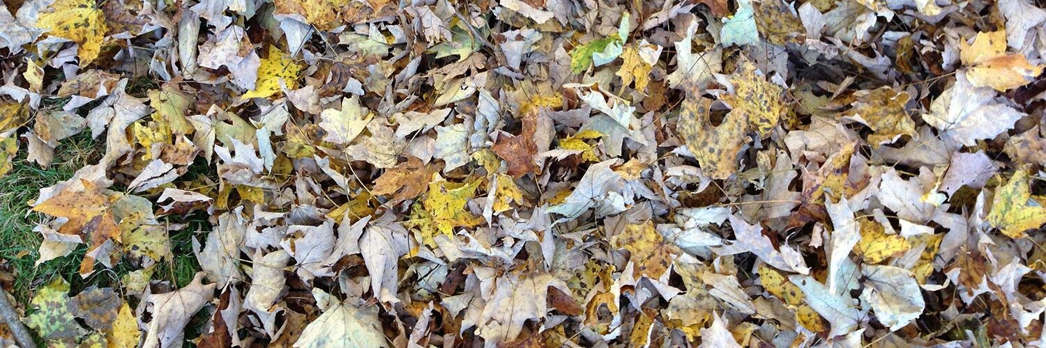 Joshua Auerbach banner