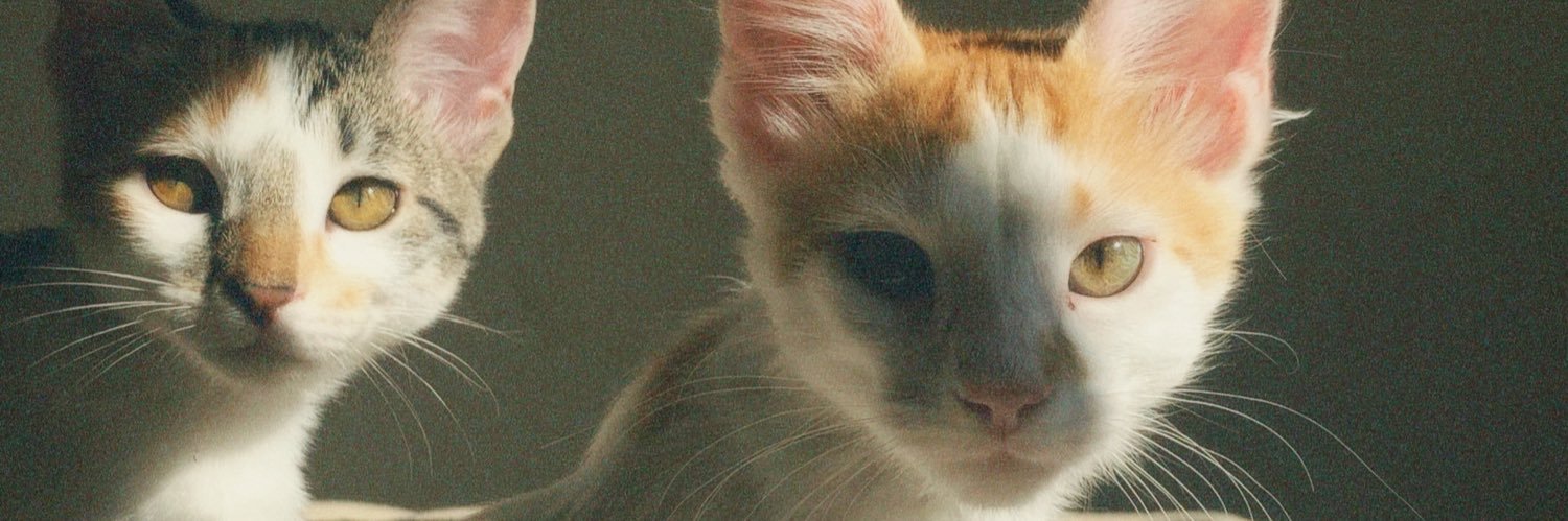 perezsofia_1's profile banner image