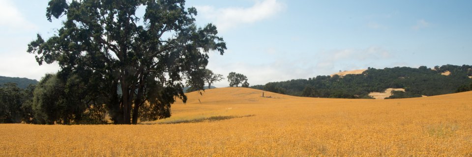 Colin Reardon banner