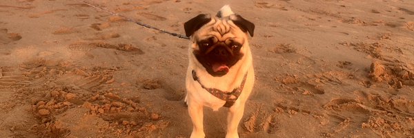 Carmel1878 Profile Banner