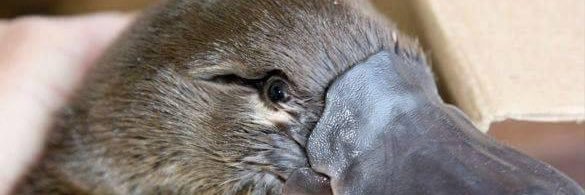 LittleGreyGirl's profile banner image