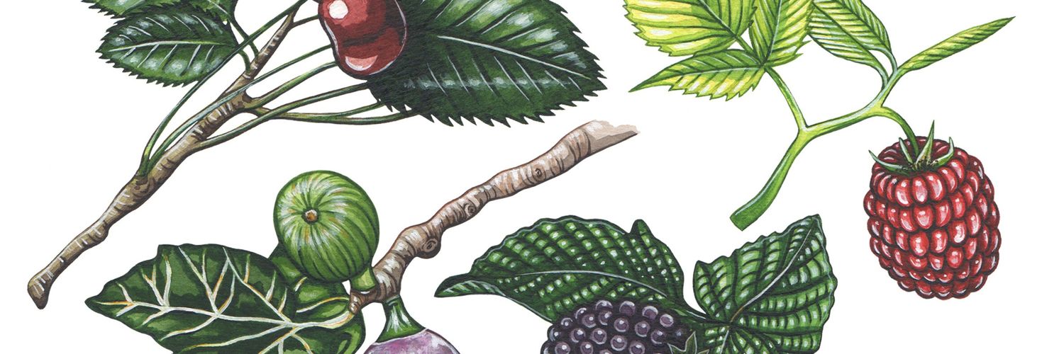 Lilly Louise Allen banner