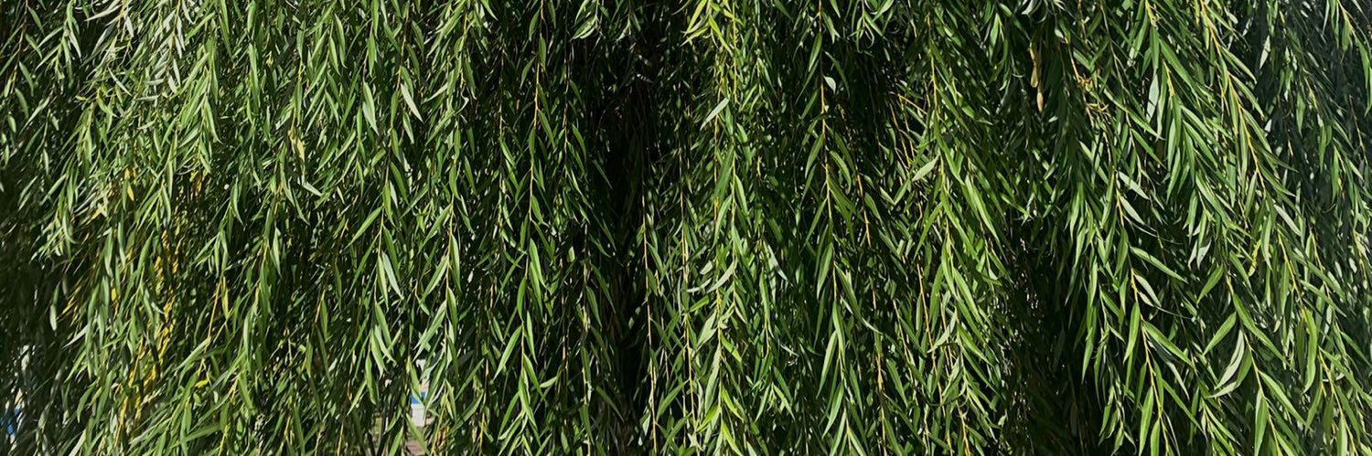 GuillerminaGVF's profile banner image