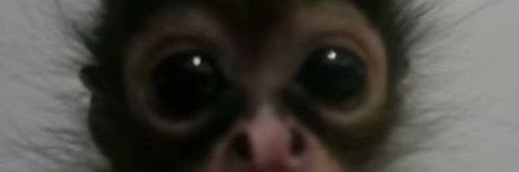 ipmininos's profile banner image