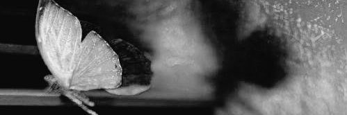 الريم🤍🇸🇦🕊️ banner