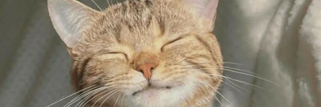 Snow_So_White's profile banner image