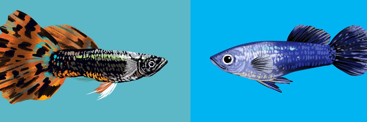 PondfishingNFT's profile banner image