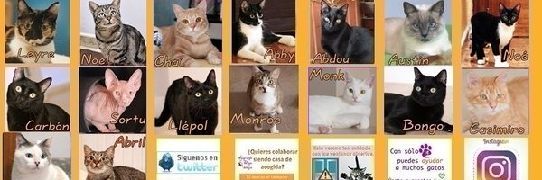 AdopFelinasVLC Profile Banner