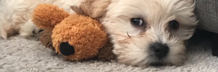 lolas_aunt's profile banner image