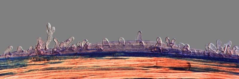 CZovadelli's profile banner image