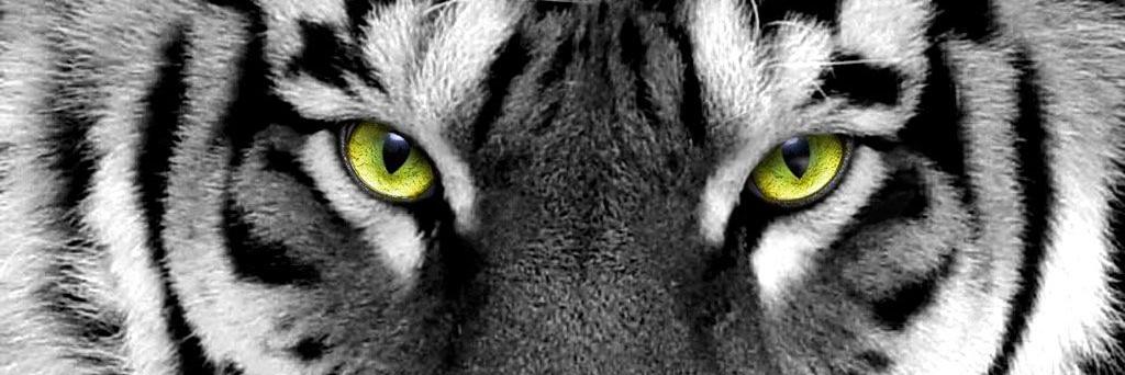 CamiNoval's profile banner image