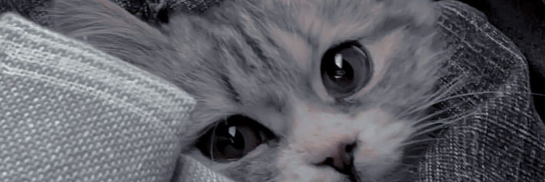 caseyrey_'s profile banner image