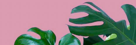 axoltera's profile banner image