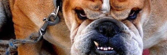 Memphis Middle College Football banner