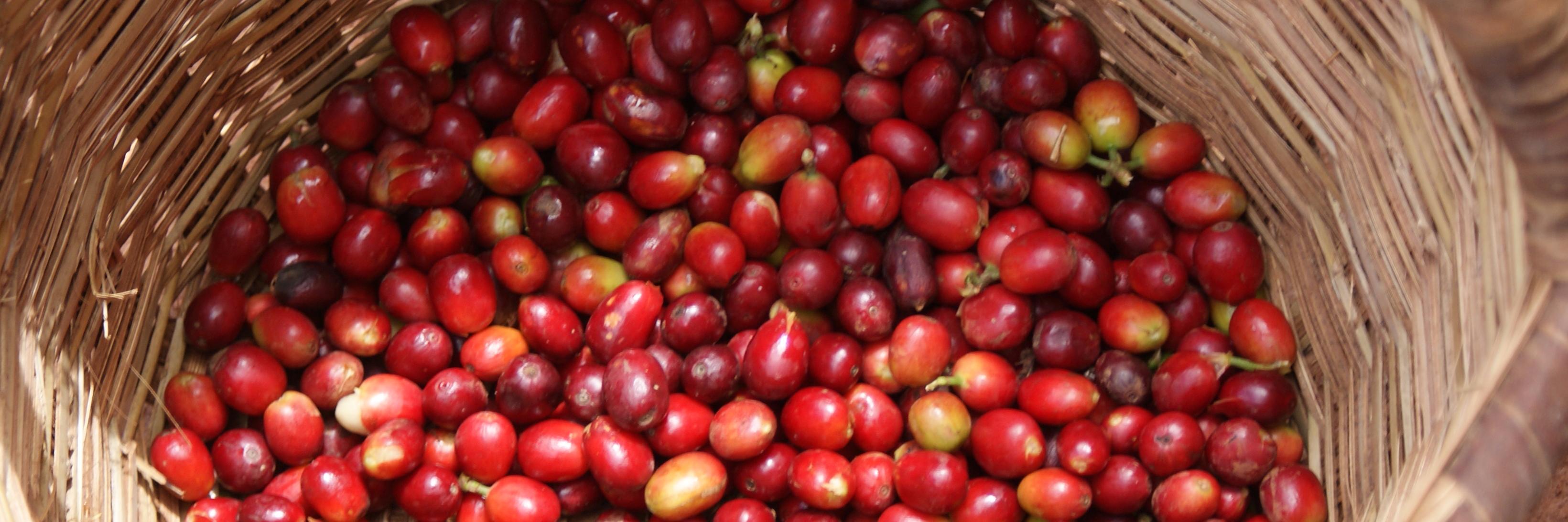 Gordon.C.MacDonald banner