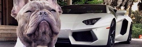 dddogkillah's profile banner image