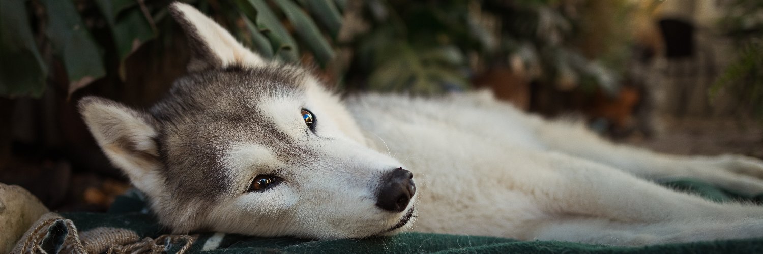 Stephanie Sivils banner