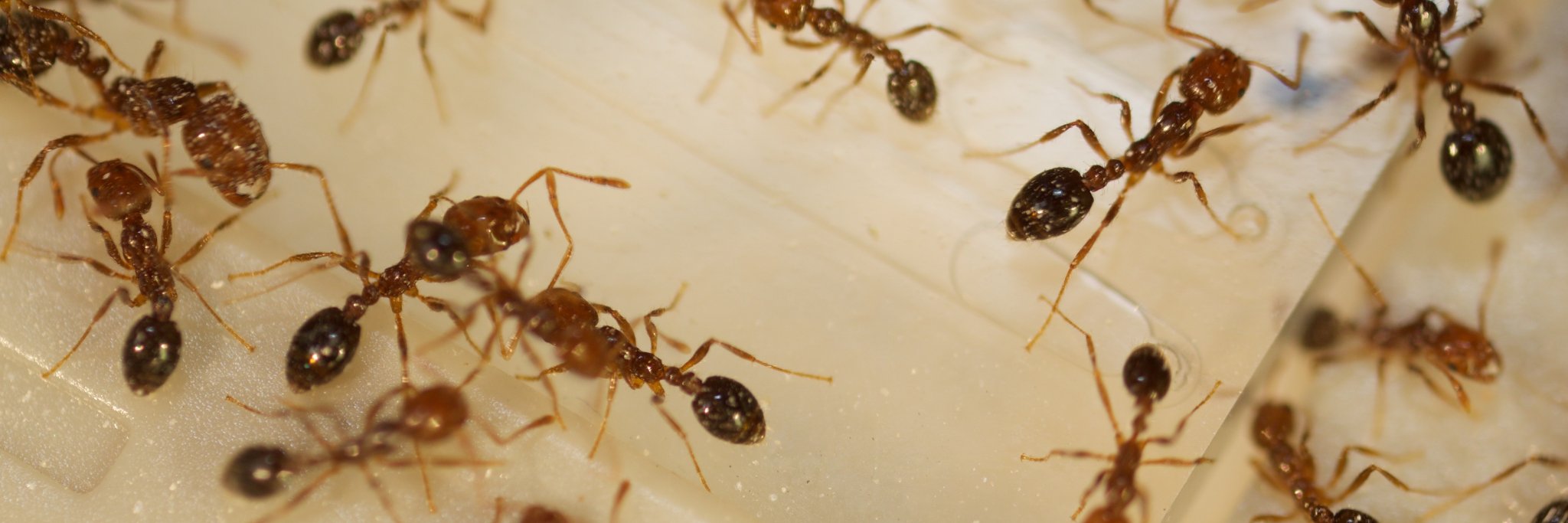 Yannick Wurm 🐜🐝🦋 @yannick@ecoevo.social banner