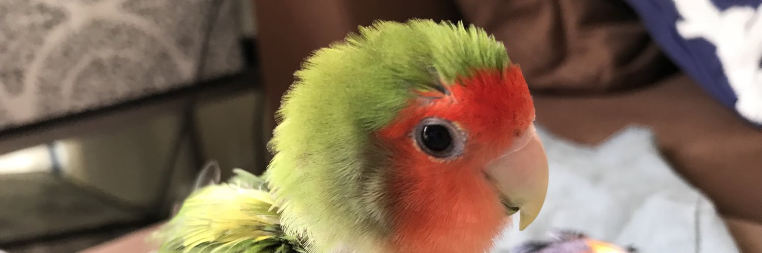 BirdQuartet's profile banner image