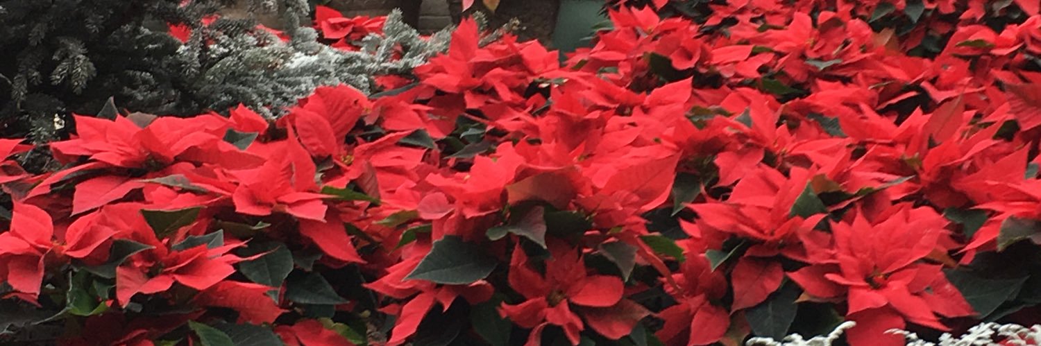 amandasea3's profile banner image