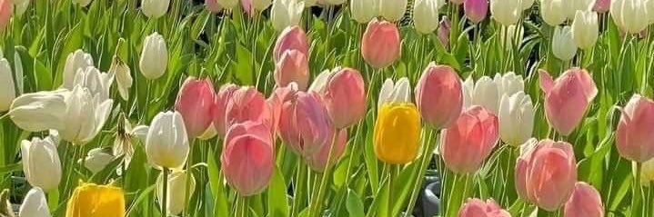 🌷 banner