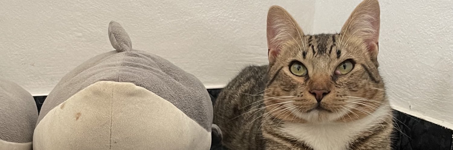 Medinabrenda_'s profile banner image