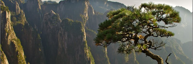 Mos banner
