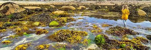 scillyrockpools Profile Banner