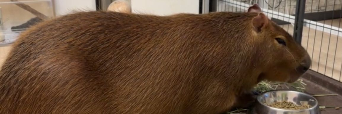 空音(たかね)🎀*カピバラマロン親衛隊🌰 banner