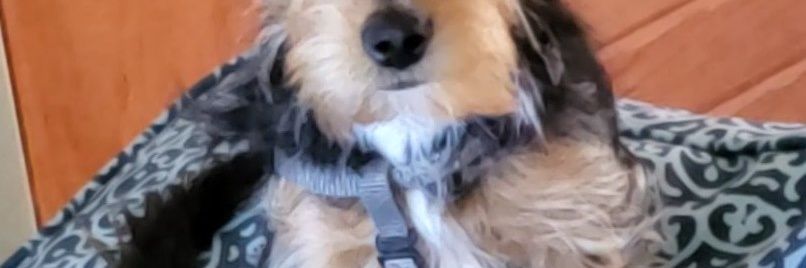 Trumps the Best@barberotool banner