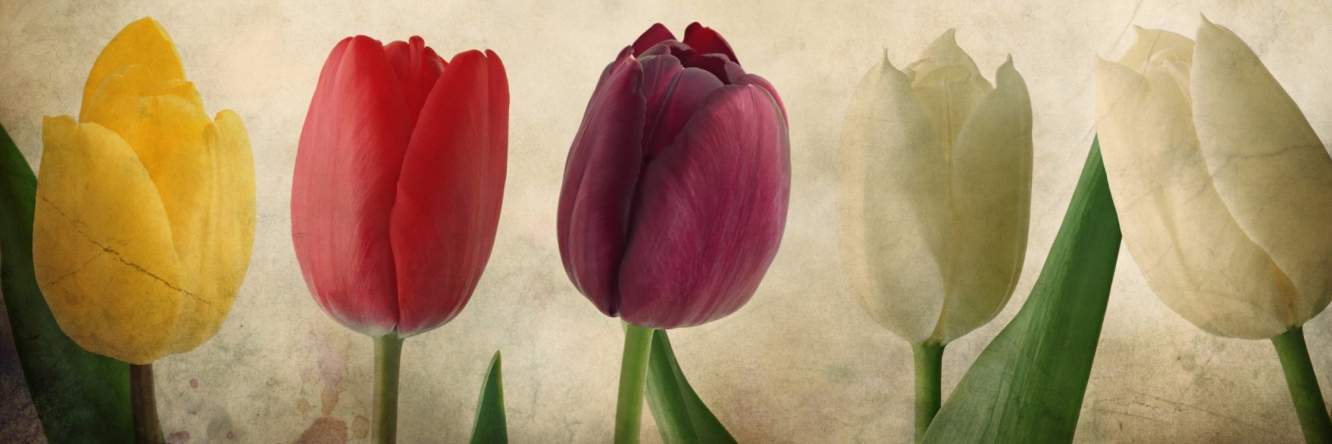 HernandezzFlor's profile banner image