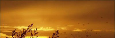 Ciaeia's profile banner image