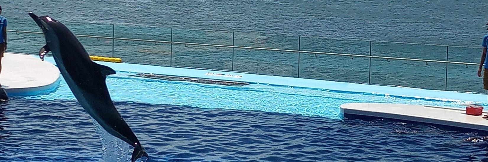 ぴっぴ🌸🐼🌟 banner