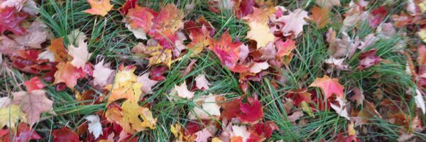 WellnessHeal Profile Banner