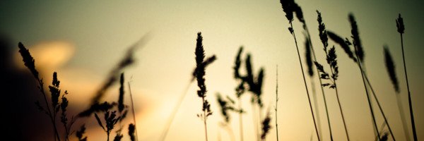 Thonycerda Profile Banner