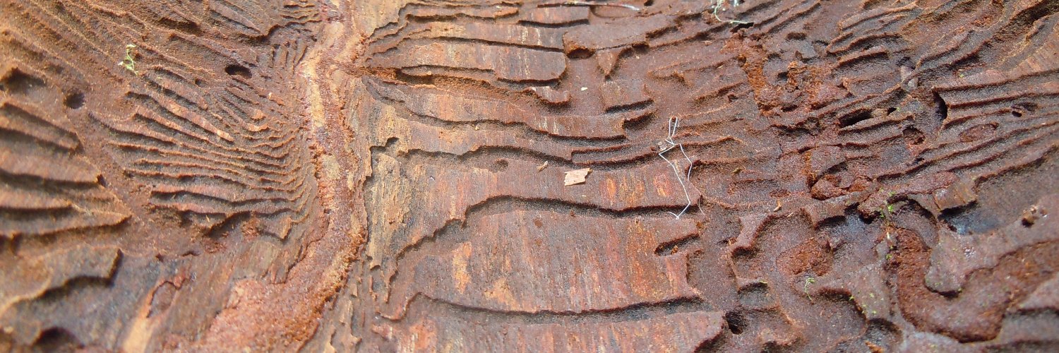 Ryan Bracewell banner