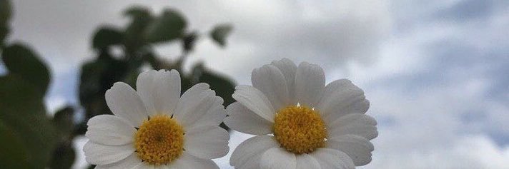 zho4z's profile banner image