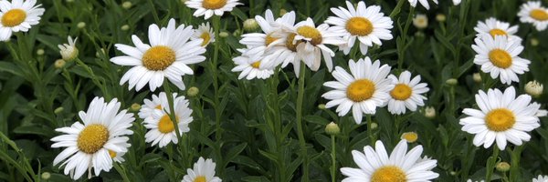 EmilyABrenner Profile Banner