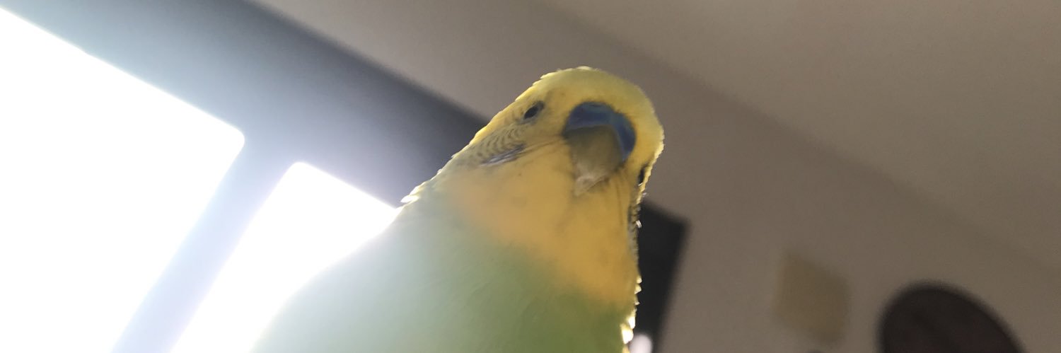 pinopinyotorida's profile banner image
